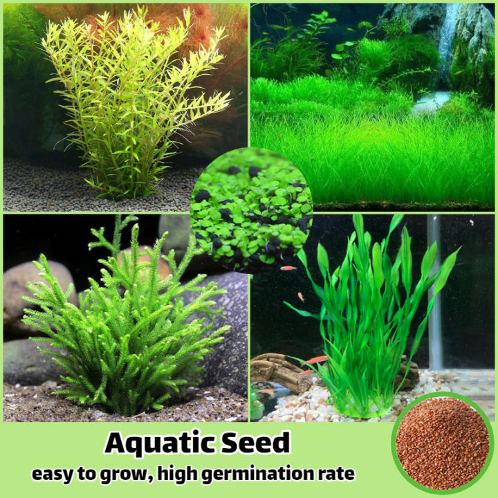 Tanaman Aquarium